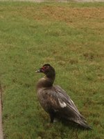 duckGeorgie1.JPG