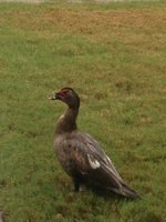 duckGeorgie3.JPG