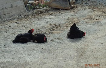 Why Chickens Bath In Dust And Not In Water.