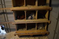 nesting boxes & bucky.jpg