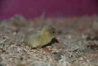 DSC_0132.JPG