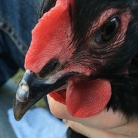 beak 2018-10-10 17.44.40.jpg