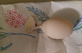 Abnormal Eggs - Under Construction