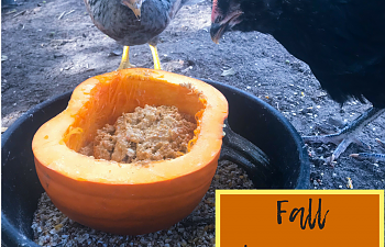 Fall Worming for Your Chickens.png