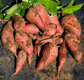 sweet potatoes (3 of 1).jpg