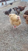 20180423_190348.jpg