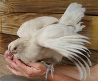 Whitey.Wings.15June18.jpg Whitey.Wings.15June18.jpg