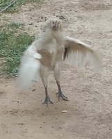 Whitey.Standing.15July18.jpg Whitey.Standing.15July18.jpg