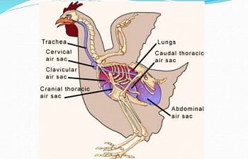 Avian Respiratory System - Under Construction