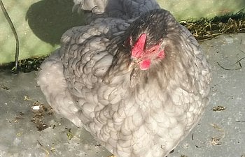 20180408_184125-1.jpg