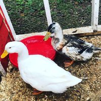 duck2.jpg