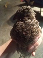 IMG_20181017_201047184.jpg