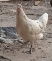 Whitey.31July18.jpg