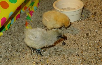 IMG_0186.JPG IMG_0186.JPG