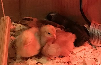 DIY Chicken Swing For The Brooder