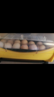 Screenshot_20181019-153135.png