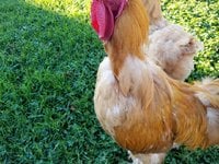 thumbnail (9).jpg thumbnail (9).jpg