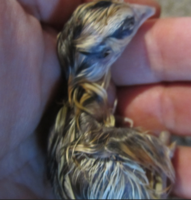 chick.PNG
