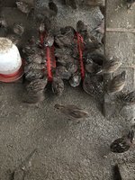 85F560F3-0D18-49F9-AC0E-07FF6349EAE7.jpeg