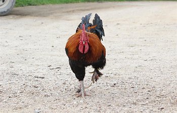 Some Chicken Photographs