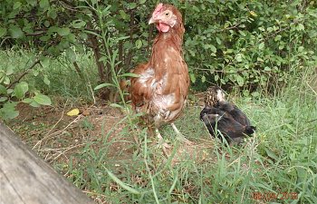 Mel and treacle after hawk attack.JPG