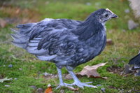 DSC_0227.JPG