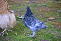 DSC_0217.JPG