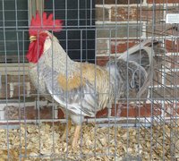 P1070712-1.jpg