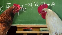 chicken_math.jpg