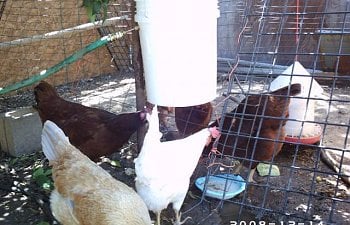 45485_waterer_023.jpg 45485_waterer_023.jpg