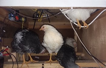 chickens on the cable.jpg