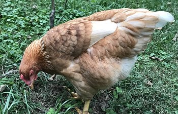 Ammonia Toxicity in Chickens