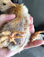 chick1.JPG