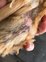 chick2.JPG
