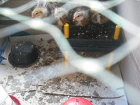 Welsummer chicks just 3 weeks old 27-10-18 A.JPG