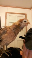 20181027_080900.jpg 20181027_080900.jpg