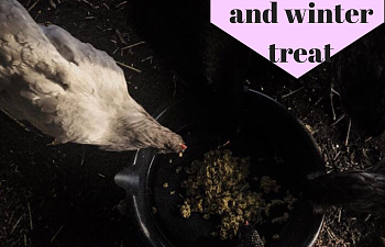 Oatmeal for Chickens, the perfect fall and winter treat.png