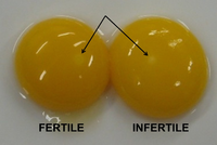 Fertile Vs Infertile.png