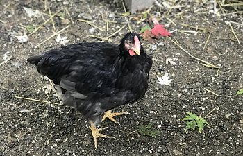I think it’s a Wyandotte
