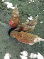 20180705_135526.jpg 20180705_135526.jpg