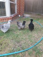 New Chicken Owners From Melbourne Australia Backyard Chickens