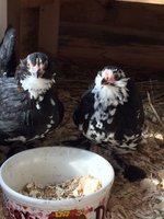 florence & Frances.JPG