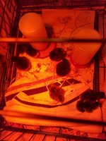 babychicks20181104_145250.jpg