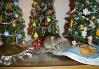 2008xmas18.jpg