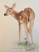 watercolor-fawn.jpg