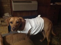 image.jpeg