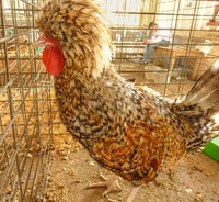bird at show (3 of 1).jpg