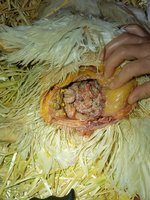 Large Marge autopsy 1.jpg