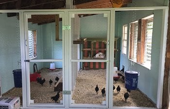9 Awesome Shed to Chicken Coop Conversions