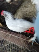 IMG_20181108_132130.jpg